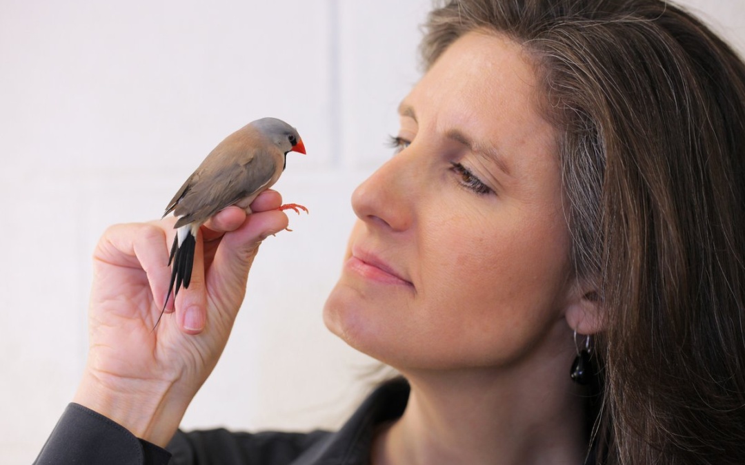 How Birds Learn to Sing — and What This Reveals About Human Communication
