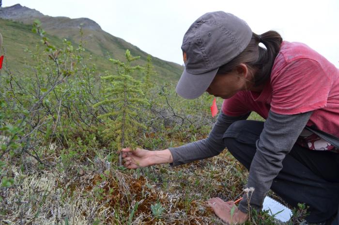 Where Trees Meet Tundra, Decoding Signals of Climate Change