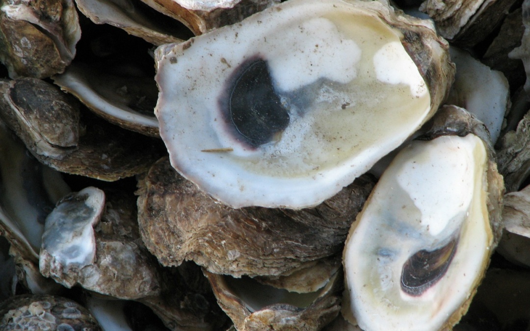 Oyster Shells Inspire New Method to Make Superstrong, Flexible Polymers