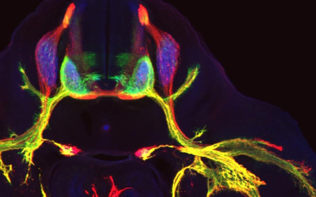 Columbia’s Zuckerman Institute Awarded $25.1M by BRAIN Initiative to Drive Neuroscience Discovery