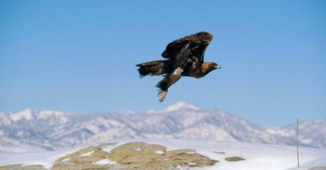 Golden Eagle Migration out of Sync with Climate Change