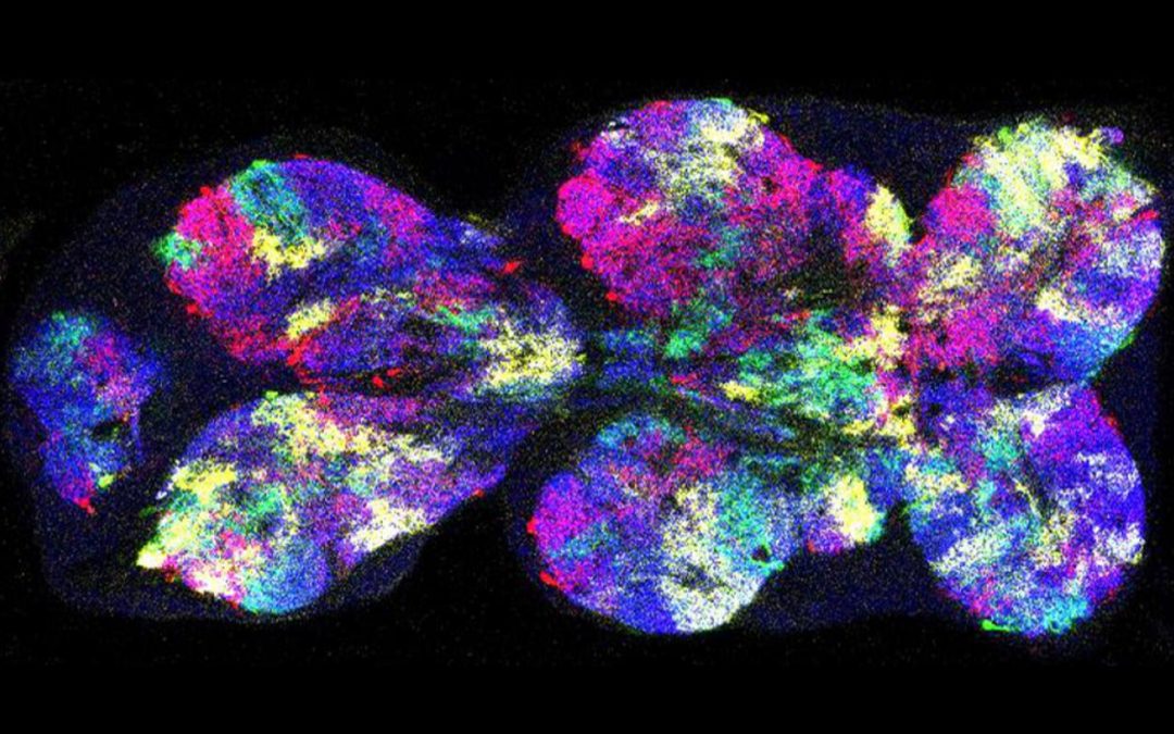 Scientists Discover Stem Cells that Build a Fly’s Nervous System