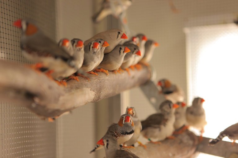 Some Songbirds Have Brains Specially Designed to Find Mates for Life