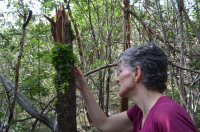Climate Change and the Re-Greening of Puerto Rico