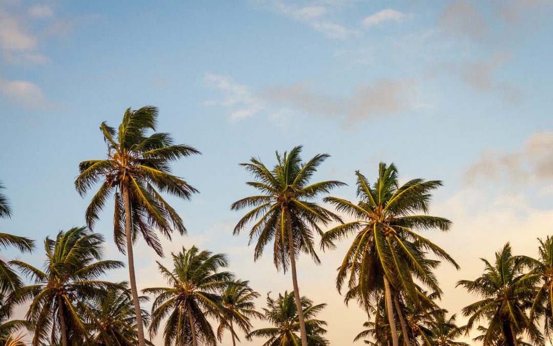 Palm Trees Are Spreading Northward. How Far Will They Go?