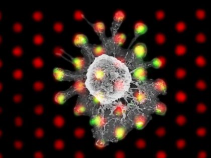 Geometry is Key to T-Cell Triggering