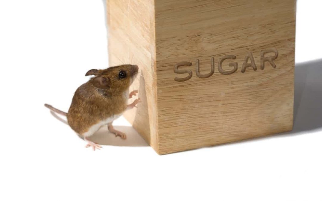 Desire for Sugar Eliminated in Mice by Rewiring Brains