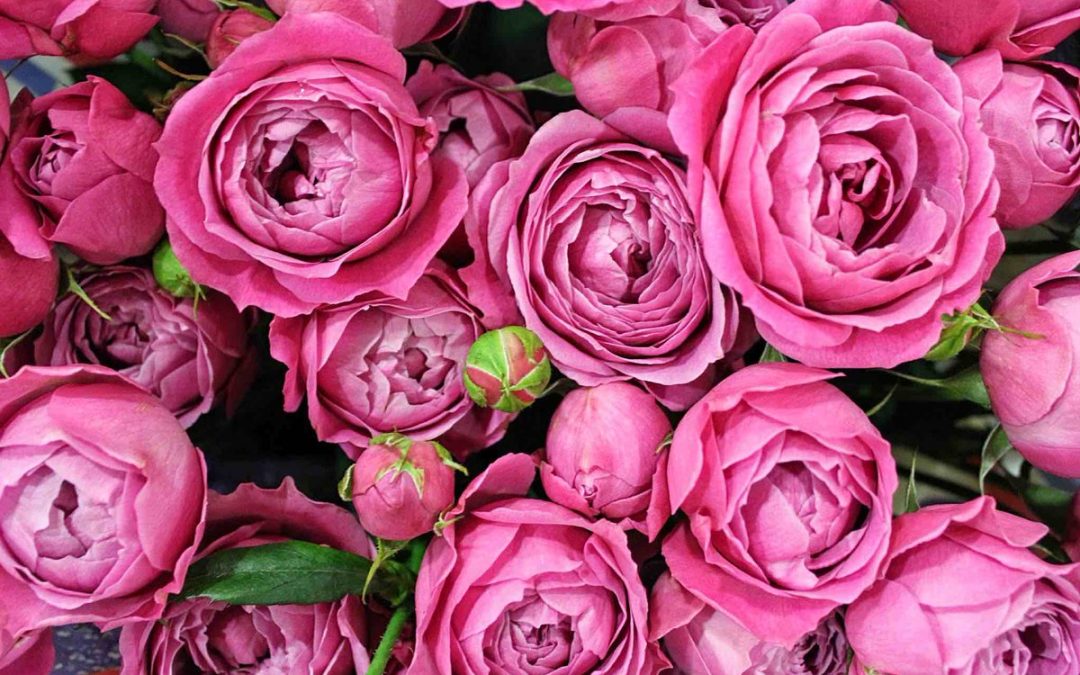 A Rose is a Rose is a Rose: Mathematical Model Explains How Different Brains Agree on Smells