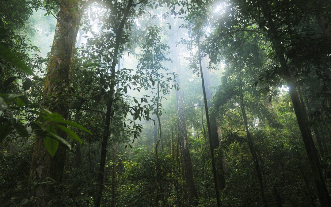 New Research Finds Tall and Older Amazonian Forests More Resistant to Droughts