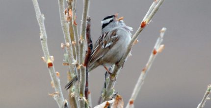 Researchers Develop an Artificial Intelligence to Analyze Birdsong in a Warming Arctic