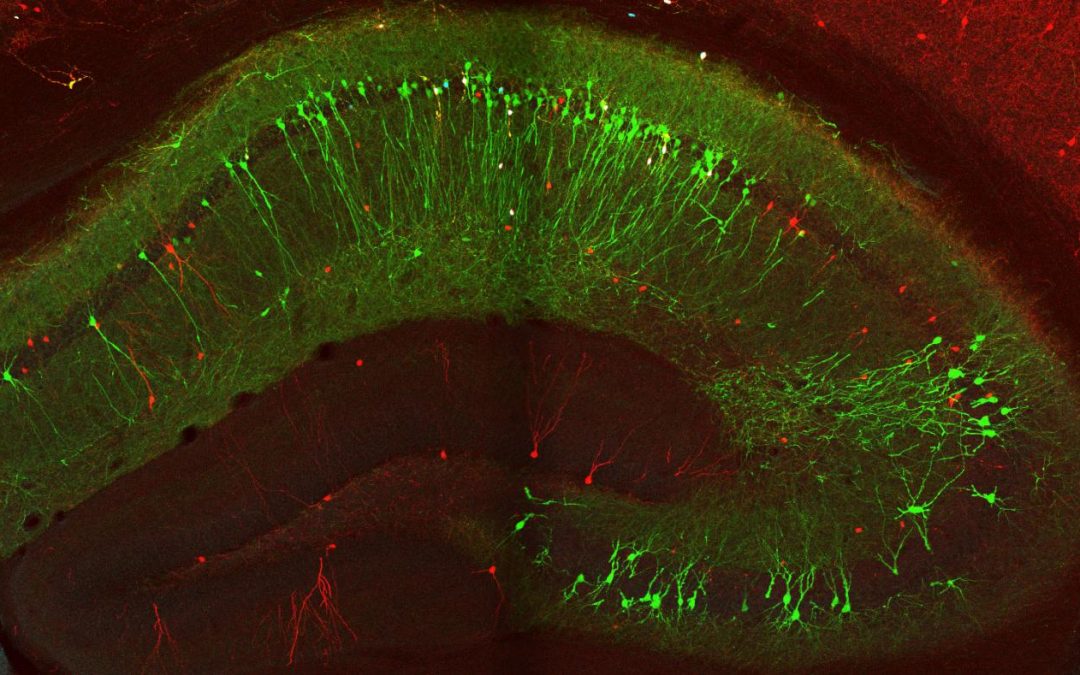 Pinpointing the Cells That Control the Brain’s Memory Flow