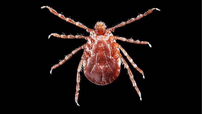 New Yorkers Brace for Self-cloning Asian Longhorned Tick