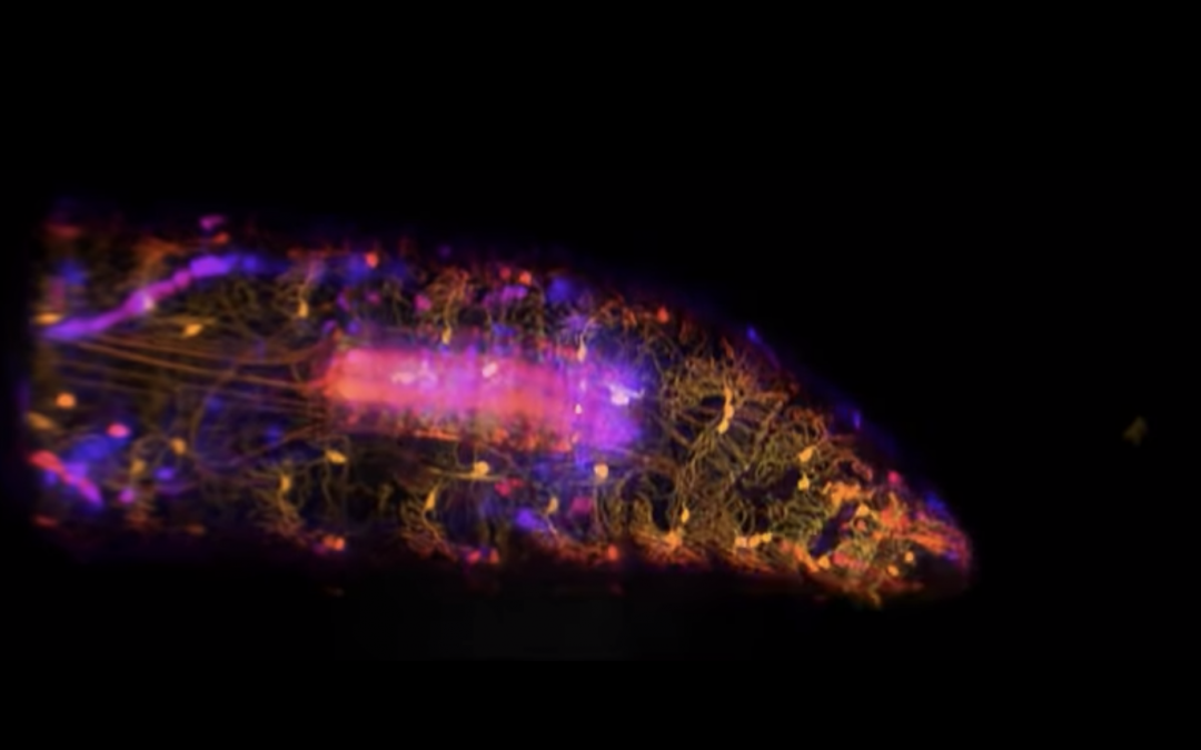 High-speed, 3D SCAPE Microscope Captures Stunning, Live Videos of Fruit Fly Nerve Cells in Action