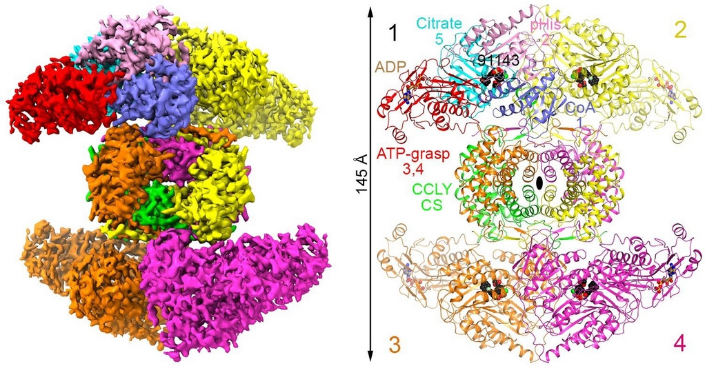 Scientists Map 3D Structure of Promising Molecular Target for Cancer Treatment