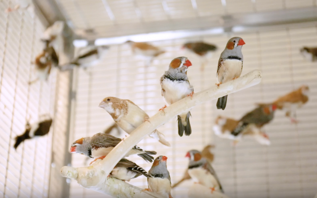 Curious Minds: How Do Birds Change Their Tune?