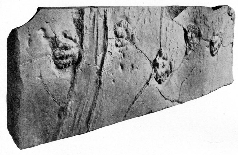 This slab of sandstone has been on display since 1896, showing off the scaly footprints of a prosauropod dinosaur. Scientists only recently realized that the deep grooves on the left may be the track of a sailing stone. Credit: Lull, R.S., 1915