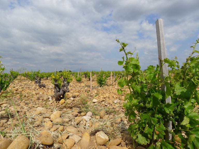 Wine Regions Could Shrink Dramatically With Climate Change Unless Growers Swap Varieties