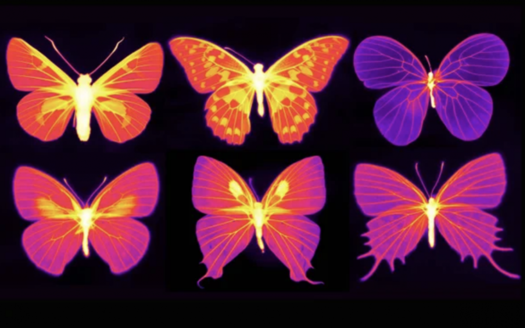 Cool Butterfly Effect: Insect Equipment Could Inspire Heat-Radiating Tech