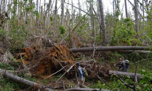 Researchers survey damage to a forest plot following hurricanes Irma and Maria. Uprooting of trees in many cases may have had more to do more with rain than wind. (Photo: Kevin Krajick/Earth Institute)