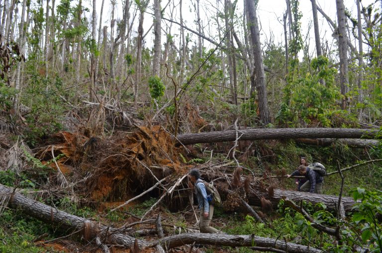 Rain, More Than Wind, Led to Massive Toppling of Trees in Hurricane Maria, Says Study