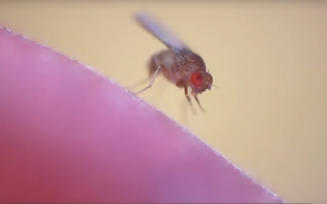 Curious Minds: How Do Flies See in Color?