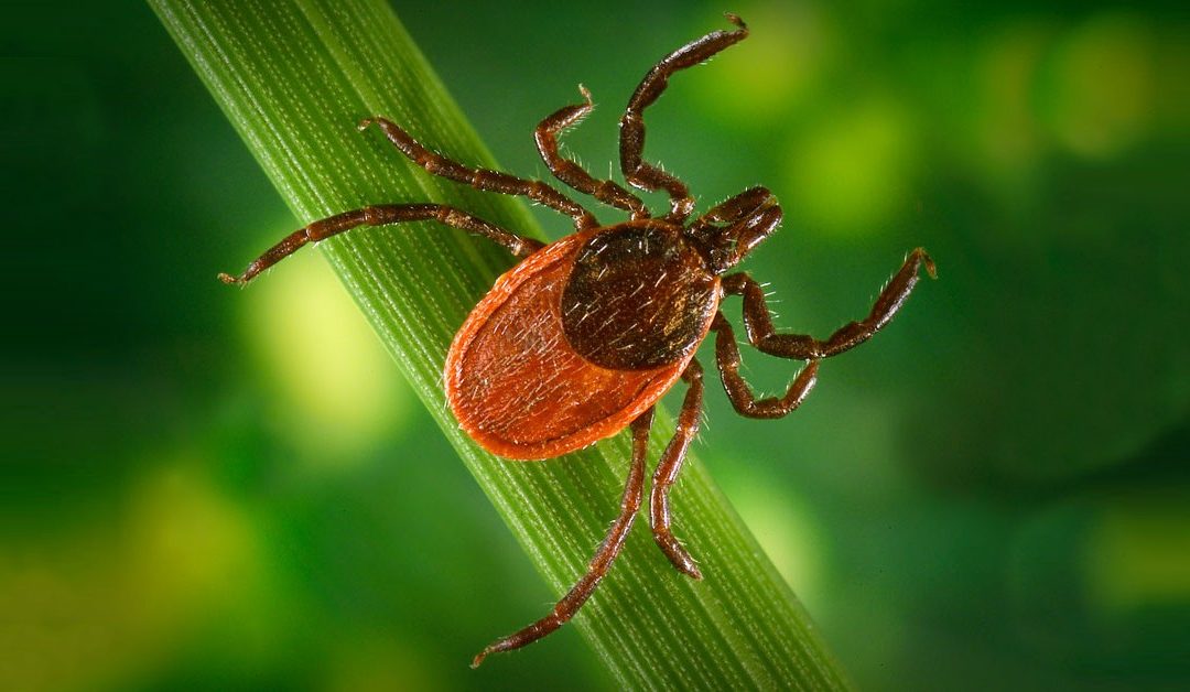 Many Lyme Disease Cases Go Unreported. A New Model Could Help Change That.