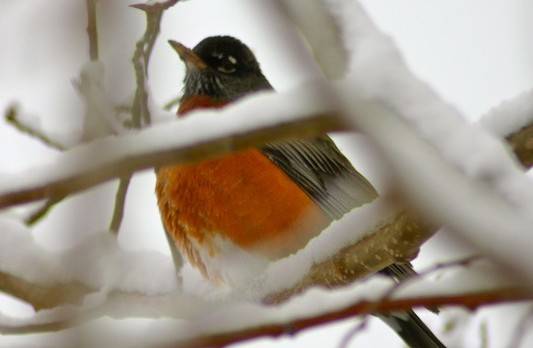 In a Race Against Global Warming, Robins Are Migrating Earlier