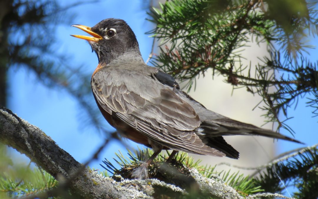 American Robins Now Migrate 12 Days Earlier Than in 1994