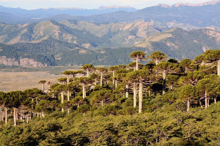 Tree Rings Show Unprecedented Rise in Extreme Weather in South America